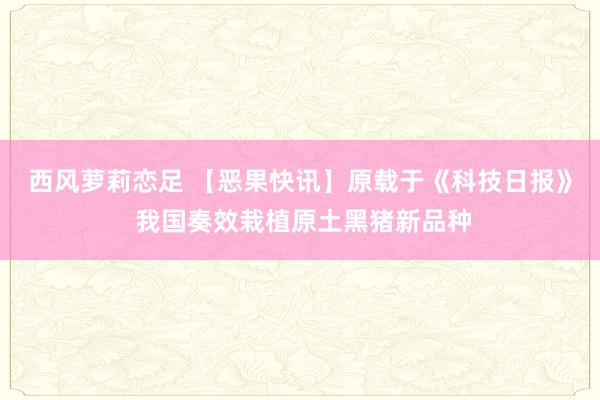 西风萝莉恋足 【恶果快讯】原载于《科技日报》 我国奏效栽植原土黑猪新品种