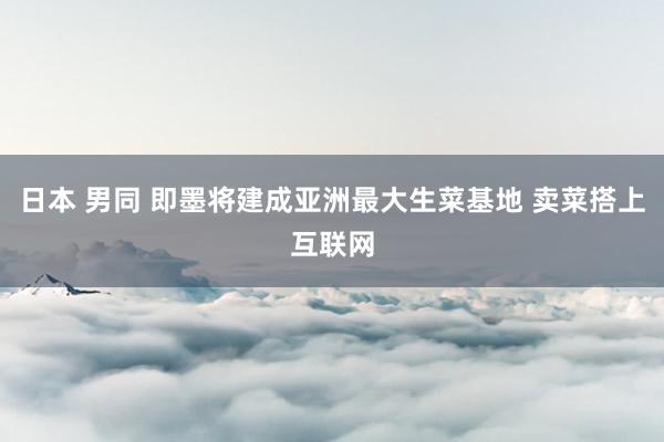 日本 男同 即墨将建成亚洲最大生菜基地 卖菜搭上互联网